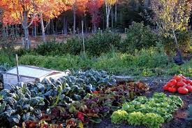 In milder climates, many vegetables planted in the fall can overwinter into. Fall Vegetable Garden Bob Vila