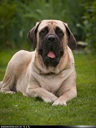 Find the perfect mastiff dog stock photos and editorial news pictures from getty images. Funny Dog Pictures Goggie Ob Teh Week Face Off English Mastiff Mastiff Puppies English Mastiff Mastiffs