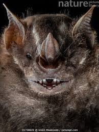 Image result for Afrocanthium burttii