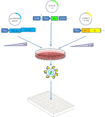 6 iii 1897 w lublinie. Novel Functional Hepatitis C Virus Glycoprotein Isolates Identified Using An Optimized Viral Pseudotype Entry Assay Microbiology Society