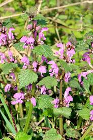 Image result for Equilabium stenosiphon