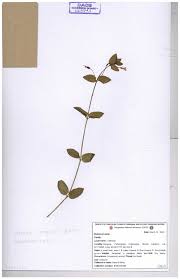 Image result for Lindernia conferta