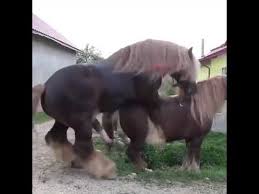 #manusia binatang terunik didunia #viral. Tutorial On Marrying A Horse Tutorial Kuda Kawin Ngewe Youtube