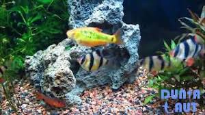 Cek saja daftarnya di sini! 10 Jenis Ikan Hias Air Tawar Tercantik Di Dunia Yang Bisa Dipelihara Di Aquarium Youtube