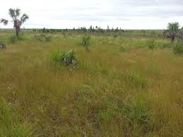 Image result for Andropogon fastigiatus