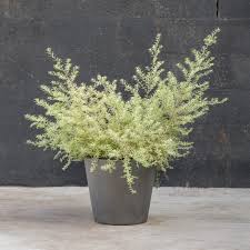 Image result for Westringia