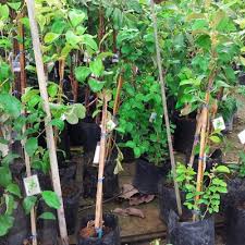 Nah itulah tahapan pokok dalam budidaya tanaman cabe yang harus anda ketahui. Benih Pokok Bidara Epal