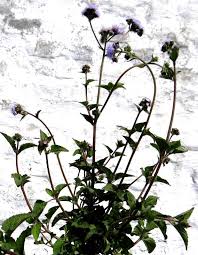 Image result for Pseudoconyza viscosa