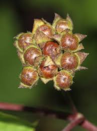 Image result for Jacquemontia paniculata