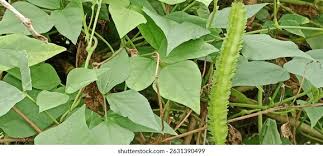 Image result for Psophocarpus