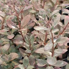 Sedum Sunsparkler® 'Plum Dazzled ...