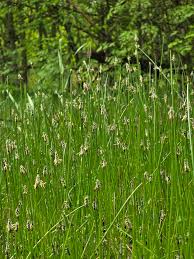Image result for Eleocharis complanata