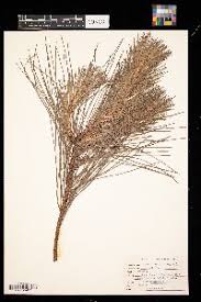 Image result for Phylica emirnensis