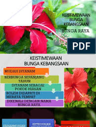Shoeblackplant cut flowers floral design, bunga raya, flower arranging. Keistimewaan Bunga Kebangsaan