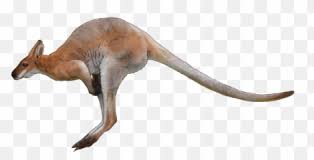 Free Transparent Kangaroo Transparent Background Images Page 1 Pngaaa Com All kangaroo clip art are png format and transparent background. free transparent kangaroo transparent