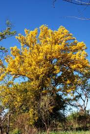 Image result for Pterocarpus lucens