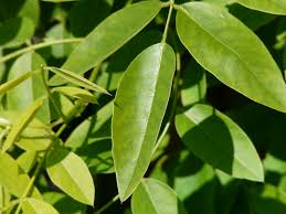 Image result for Styphnolobium