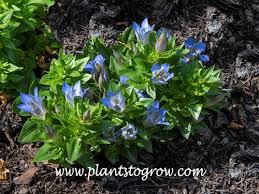 Image result for Gentianaceae