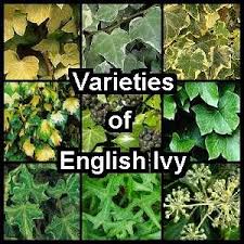 Earthdragon S Endangered Species English Ivy Ivy Houseplant Ivy Plant Indoor