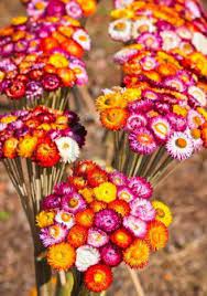 Bouquet Of Dry Straw Flower Or Everlasting Helichrysum Bracteatum Stock Photo Dried Flower Arrangements Dried Flowers Straw Flower