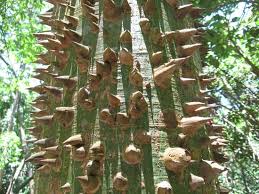 John, united states virgin islands. Kapok Tree A K A Monkey No Climb áº£nh Cá»§a Gumbalimba Park Roatan Tripadvisor