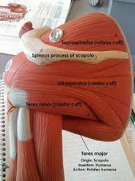 Rotator Cuff Muscles Posterior View Human Anatomy And Physiology Muscular System Anatomy And Physiology