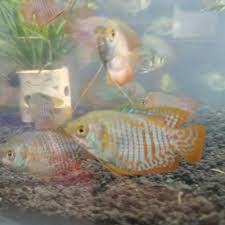 Ikan ini masih mempunyai hubungan kekerabatan dengan ikan gurame. Ikan Hias Sepat Merah Ralis Shopee Indonesia