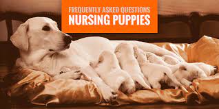As they develop and grow, the intervals between feedings increase. Nursing Puppies Most Frequently Asked Questions