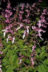 Image result for Ocimum labiatum