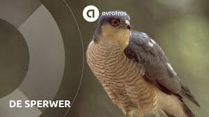 Havik sperwer buizerd is een woord van 21 letters (h a v i k s p e r w e r b u i z e r d) en heeft 3 synoniemen. Wild In Nederland De Sperwer Youtube