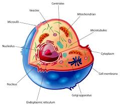 What Are Organelles Organelles Are Small Specialized Structures In Cells Which Operate Like Organs By C Animal Cell Project Animal Cell Animal Cell Structure