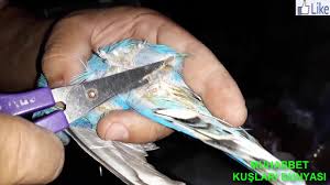 Uretimde Verimi Arttirmak Icin Kuslarda Popo Tuylerinin Kesilmesi Cutting Buttocks In Birds To Incr Youtube
