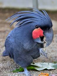 Australian Bird With Red Cheeks The Palm Cockatoo Probosciger Aterrimus Is A Large Dark Grey Cockatoo W Large Dark Grey Bill It Has Orange R Cockatoo Pet Birds Australian Birds