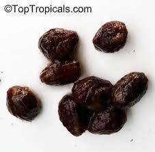 Image result for Tabernanthe