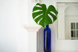 Keep it vibrant by cleaning the leaves gently with a damp cloth. 5 Creative Ways To Use Plant Leaves As Decor Plant Care Tips And More La Residence