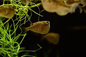 Freshwater Hatchetfish Species And Breeding The Aquarium Adviser Fresh Water Species Fish Care
