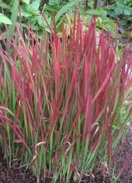 Maybe you would like to learn more about one of these? Flowers And Shrubs That Deer Won T Eat Dengarden