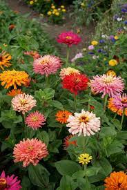 Zinnia flowers can create a massive burst of color in your garden when to plant zinnias. Zinnia Elegans Giant Cactus Flowered Mixed Seeds 1 95 From Chiltern Seeds Chiltern Seeds Secure Online Seed Catalogue And Shop