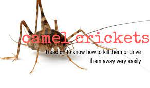 Camel crickets aren t true crickets and don t chirp but when found in large quantities they can be quite an annoyance ruining your fabrics and linen. 20 Simple Homemade Remedies To Get Rid Of Camel Crickets