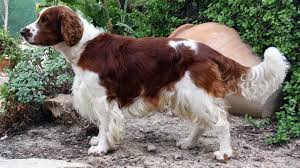 Saving springers for more than 20 years. 99 Most Popular Springer Spaniel Names The Dog People By Rover Com