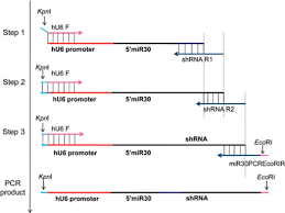 The Flow Chart Of Three Sequential Pcr Steps For Constr Open I