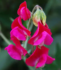 Image result for Lathyrus odoratus