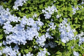 Image result for Plumbago amplexicaulis