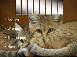The Sand Cat Endangered Species Ppt Download