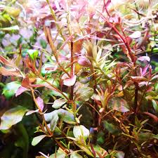 Image result for Rotala fontinalis