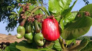 Image result for Anacardium