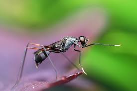 We tested a range of pest control companies to create the below list. Top Benefits Of Hiring The Best Pest Control Services Pest Control Services