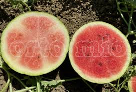 Piante di Anguria - Varietà e Consigli di Coltivazione