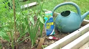 Nombreux bienfaits surprenant du sel d'epsom par la santé: Voici Pourquoi J Utilise Du Sel D Epsom Dans Mon Jardin Et Mon Potager