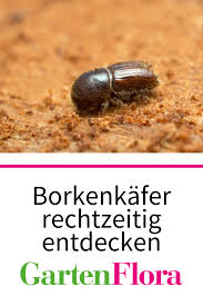 Borkenkafer Im Garten Reichtzeitig Entdecken In 2020 Garten Pflanzenschutz Flora